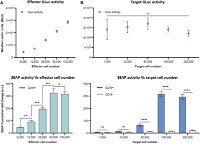 A synthetic notch (synNotch) system linking intratumoral immune-cancer cell communication to a synthetic blood biomarker assay